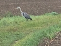 UN HERON AU LONG BEC.........